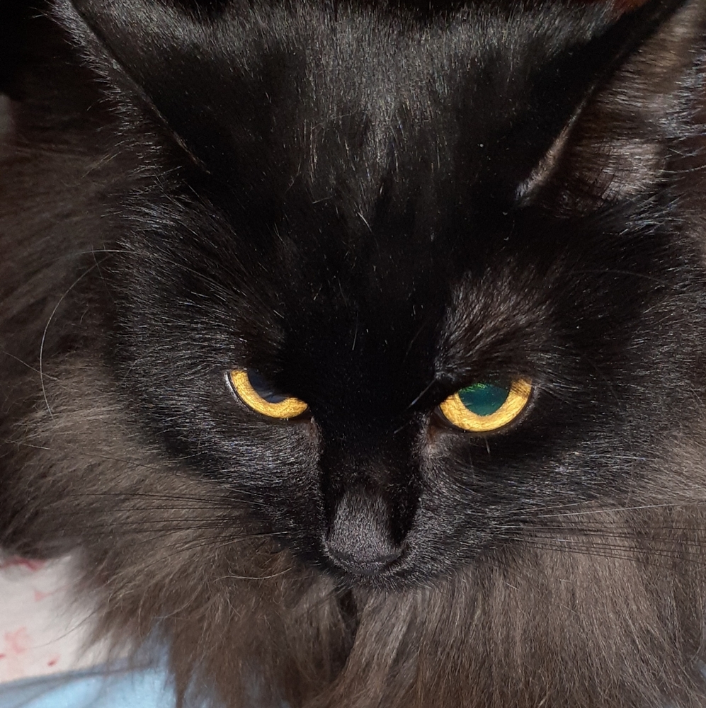 PRECIOUS (Ruler of home) - Picture 5 of 9